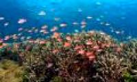 The coral triangle is in danger of disappearing