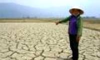 The country has nearly 50,000 hectares of locally drought-prone crops