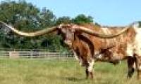 The cow set a record with the longest horns in the world