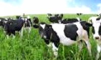 The cow suddenly died of poisonous grass