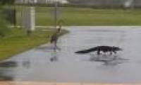 The crocodile approached the cranes and the unbelievable ending later