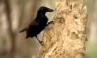 The crow knows how to use the tool