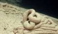 The culprit follows extruded sand dunes like the seabed