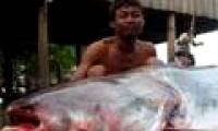 The dam will make the Mekong catfish extinct