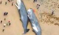 The dead whale belly in the European sea is full of garbage
