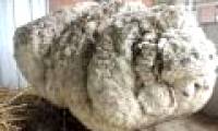 The death of Chris is famous for being the world's largest fur
