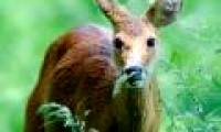 The deer is worrying in England