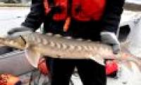 The 'dinosaur' fish in America is gradually reviving