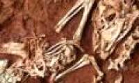 The dinosaur fossil is about the size of a chicken