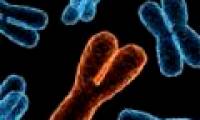 The discovery denies the possibility of men going to be extinct