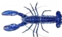 The discovery of blue lobster is rarely seen in England