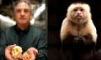 The discovery of monkey fossils in North America 21 million years ago