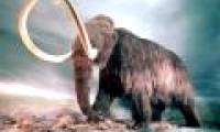 The discovery of the mammoth elephant fossil bone in Mexico
