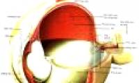 The discovery of two genes leads to blindness
