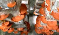 The doctor researched growing red mushrooms with rice husks