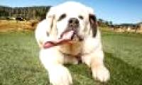 The dog has a long tongue,