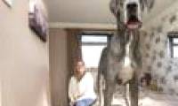 The dog is 2.2 meters tall, weighs 70kg