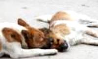 The dog is loyal to his partner