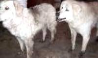 The dog replaces the sheep guard in the wildfire