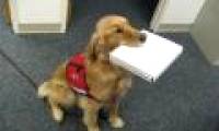 The dog understands the owner through the eyes