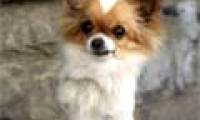 The dog walks with two legs