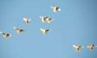 The dove has the 'compass' in the brain
