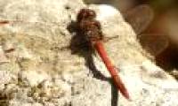 The dragonfly will die to avoid being bullied by the male