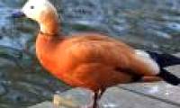 The duck flies over the Himalayas to breed
