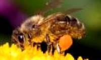 The early days of bees through the true beam of images