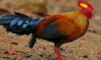 The endemic chicken breed of Sri Lanka makes the giants crazy.