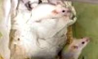 The environment in outer space may not affect reproduction