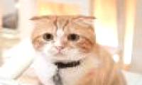 The erectile dysfunction boy after being scratched by the cat