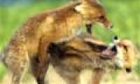 The European Red Fox decided to fight for food