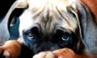 The evolution has given our dogs sparkling eyes, so now they 'spoil' us!