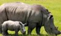 The evolution of animals does not keep pace with extinction
