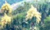 The exotic tree blooms only once and then dies