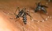 The experiment destroyed most of the mosquitoes on the Chinese island