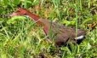 The extinct ancient bird revived from the dead
