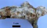 The extinct lemur was discovered in Madagascar
