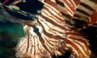 The extremely poisonous lion fish is invading the Atlantic