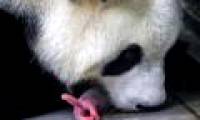 The 'extremely rare' twin panda at the Belgian zoo