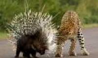 The face of the species knows 'steals' the poison of another species