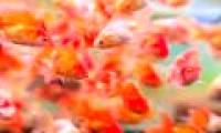 The facts are hard to believe about goldfish