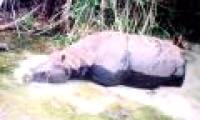 The faint future of Java rhino