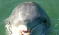 The famous dolphin dolphin died