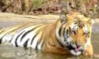 The famous Indian tiger disappeared mysteriously