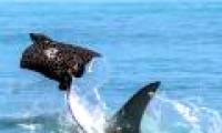The fast stingray rushes to the beach to escape the shark jaw