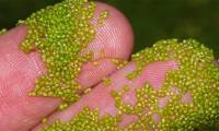 The fastest plants in the world