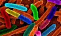 The fatal E.coli bacterium in Europe is a new, highly toxic strain