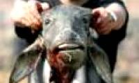 The festival of killing creepy goats in the world
